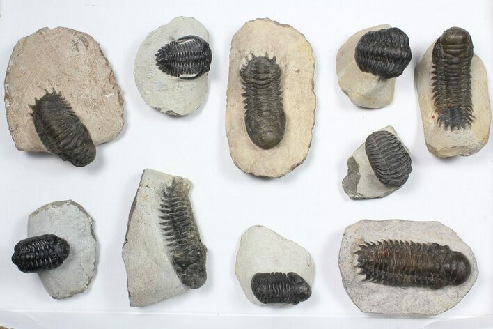 Lot: Assorted Devonian Trilobites - Pieces #84733